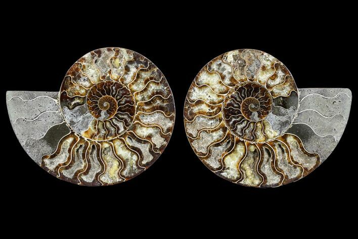 Agatized Ammonite Fossil - Madagascar #113071